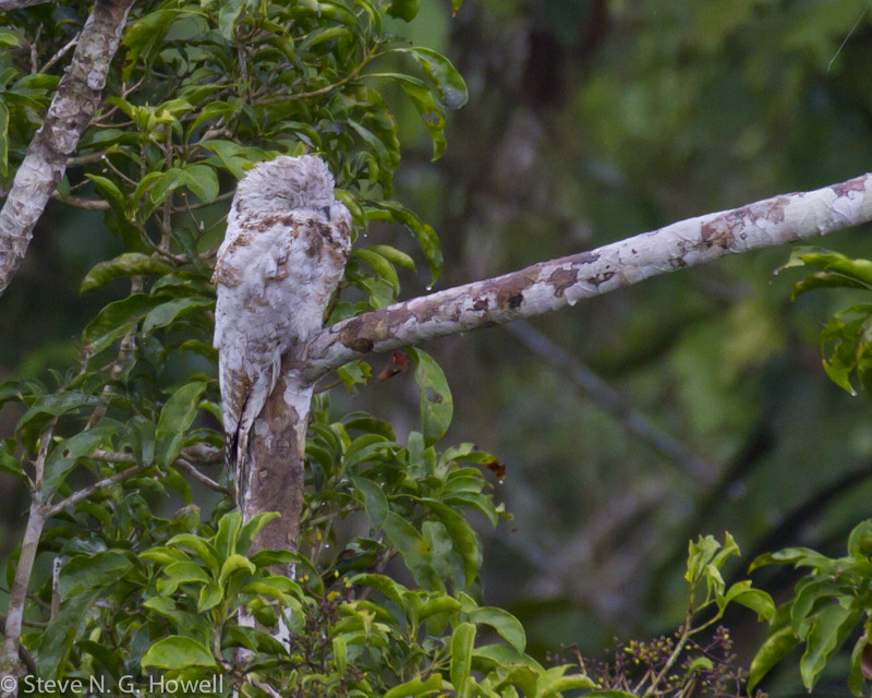 We have a good chance to find some nocturnal species during the day, such as this beautifully cryptic juvenile Great Potoo…